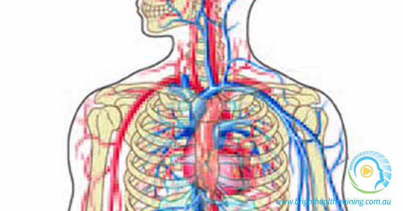 Post Massage Circulation